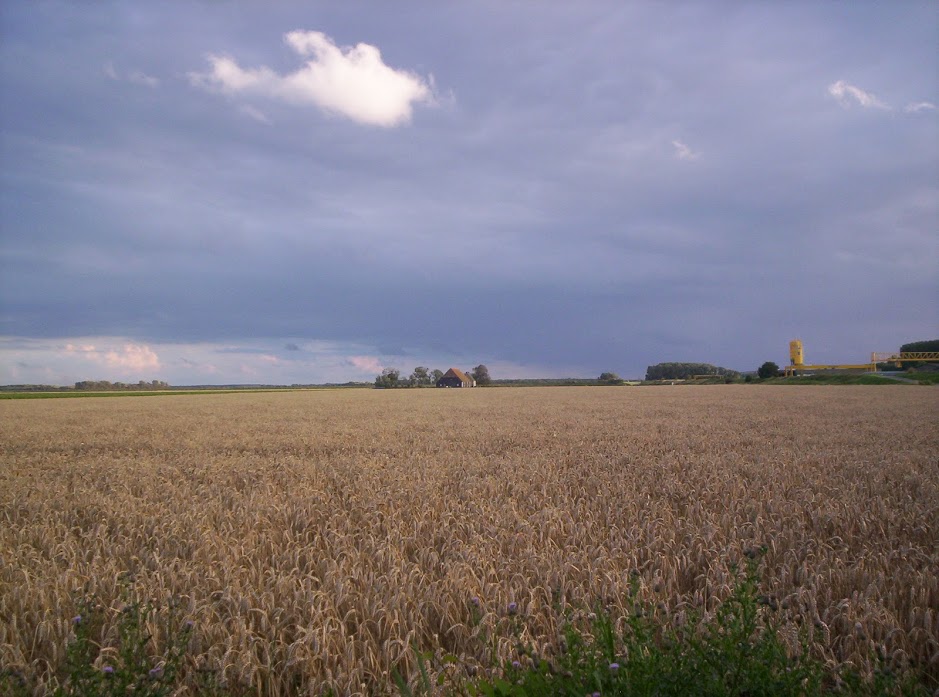 graanakker op kamperland