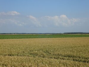 Lees meer over het artikel De tarwe stond nog op het veld.