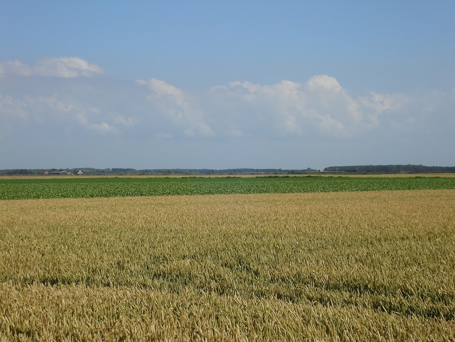 De tarwe stond nog op het veld toen we kwamen.